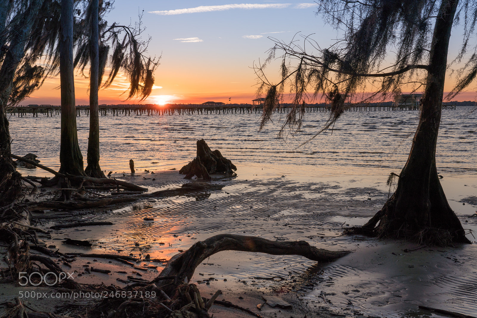 Sony a7R III sample photo. Driftwood on the river photography