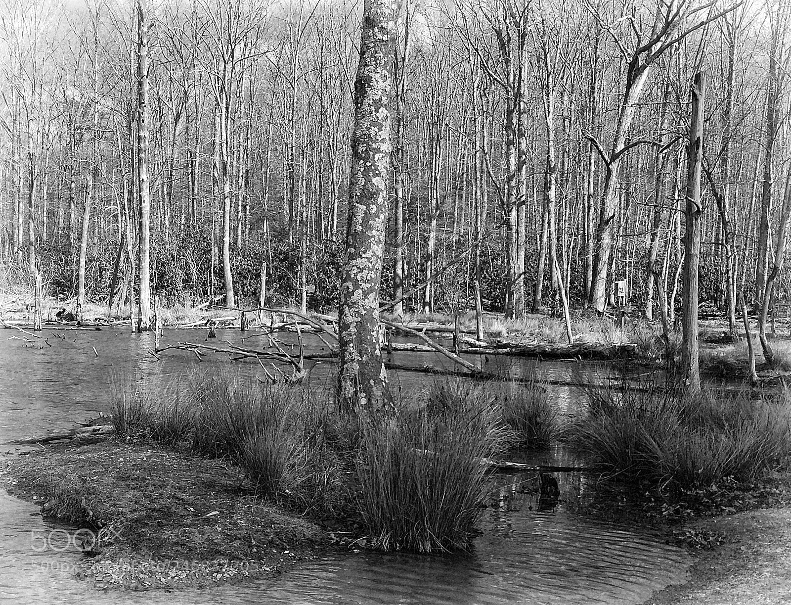 Apple iPhone 5s sample photo. Pandapas pond photography