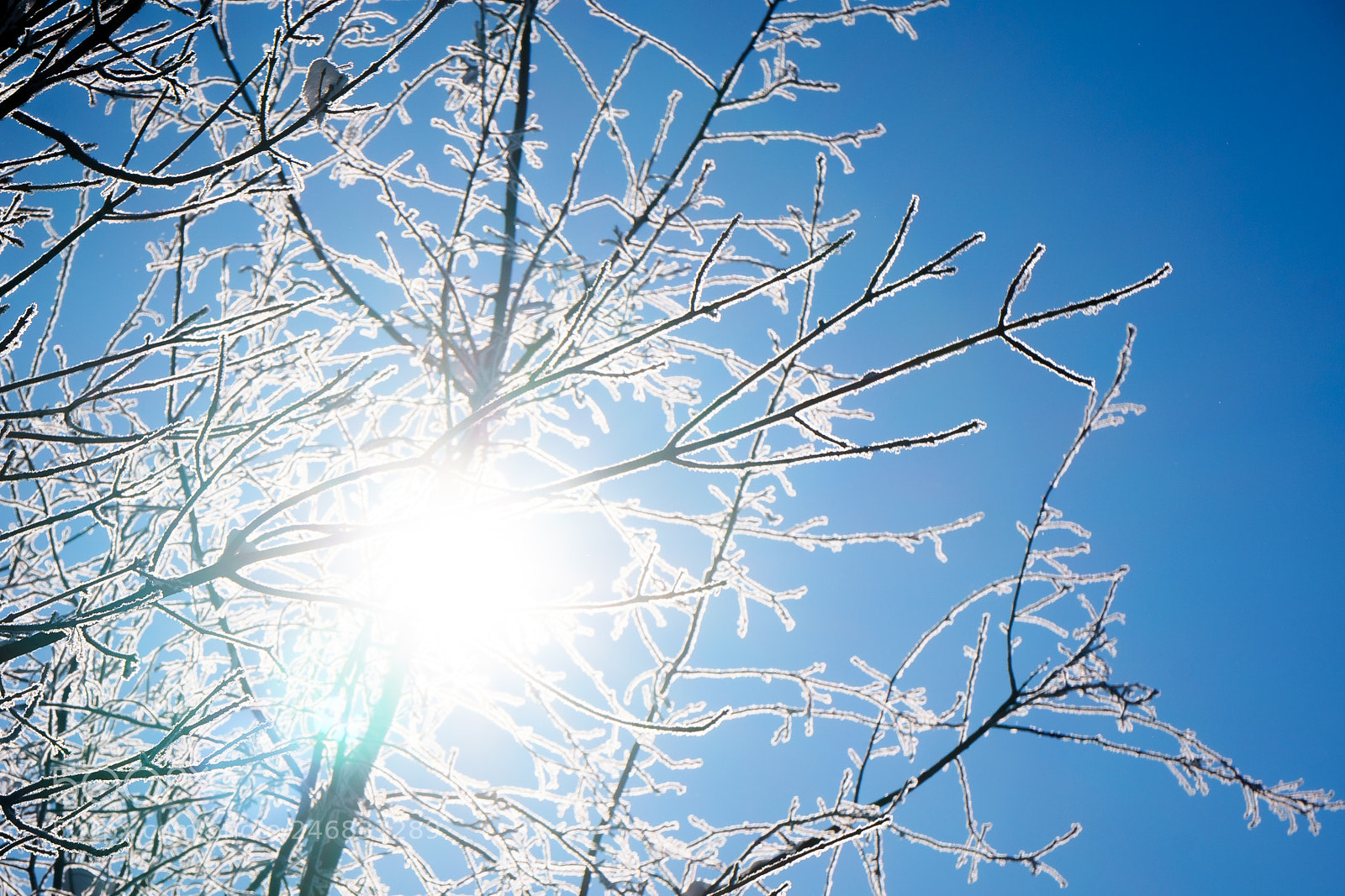 Sony a6500 sample photo. Frosty tree in winter photography