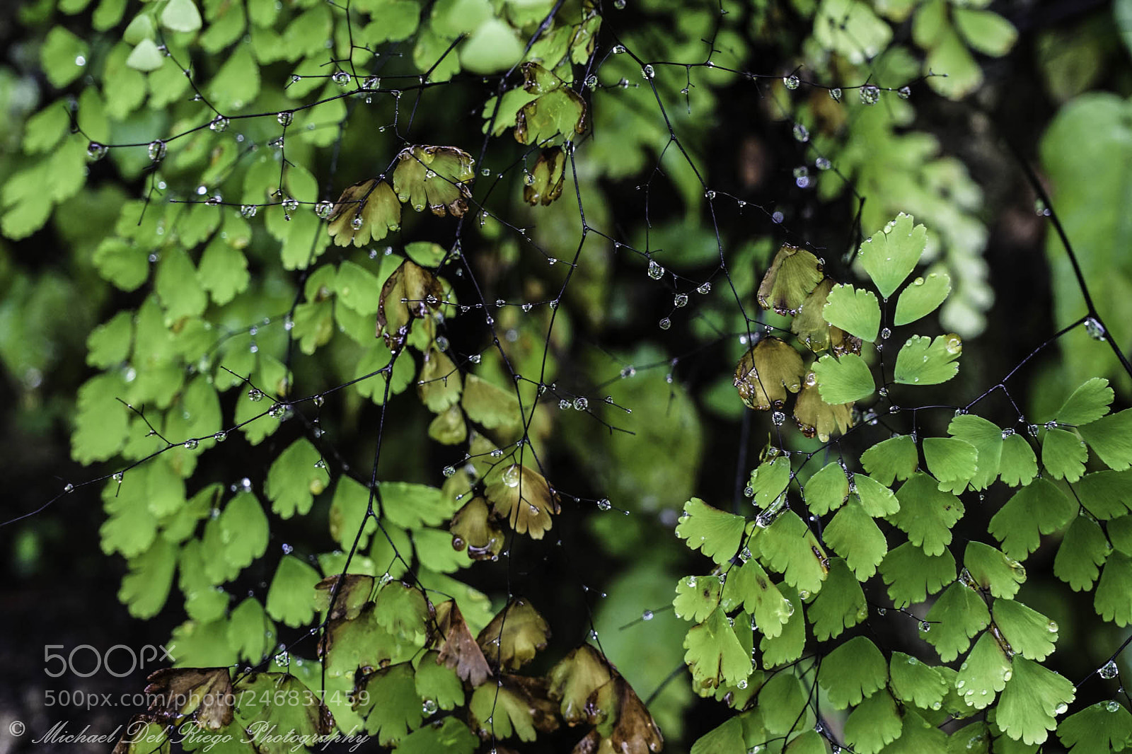Sony a7 II sample photo. Wet green photography