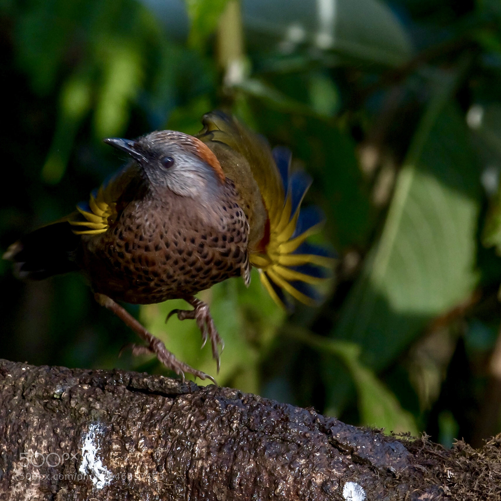 Nikon D500 sample photo. Chestnut-crowned photography