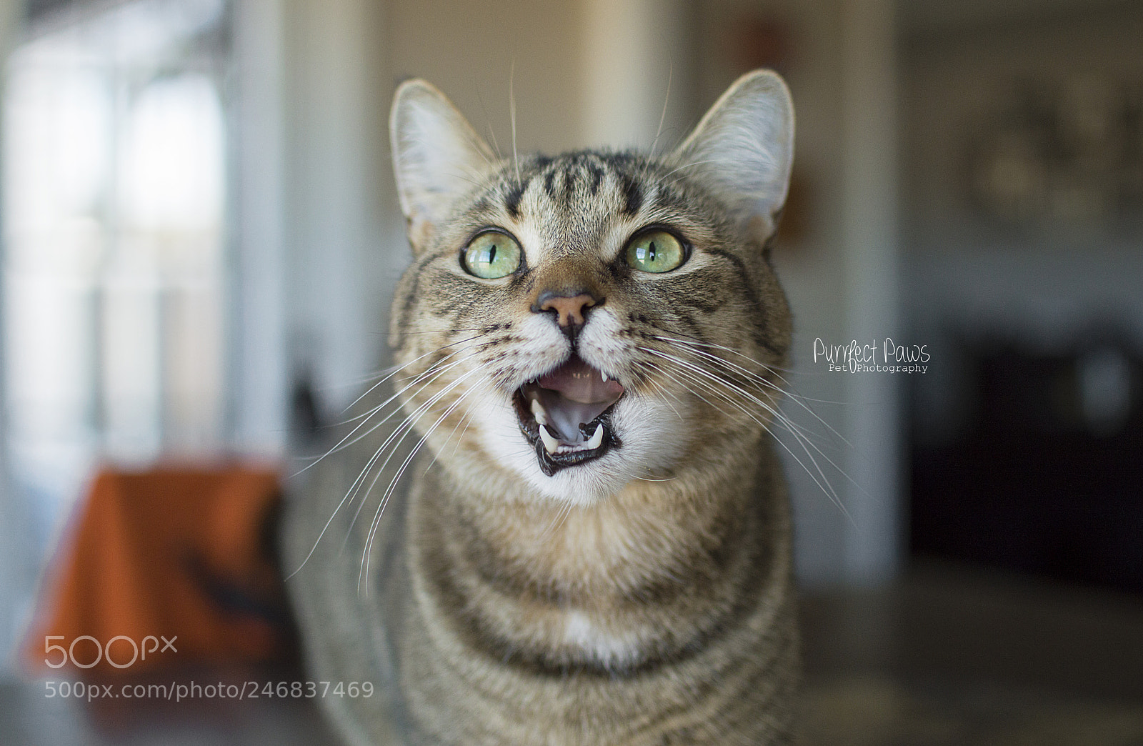 Nikon D3200 sample photo. Will derp for food photography