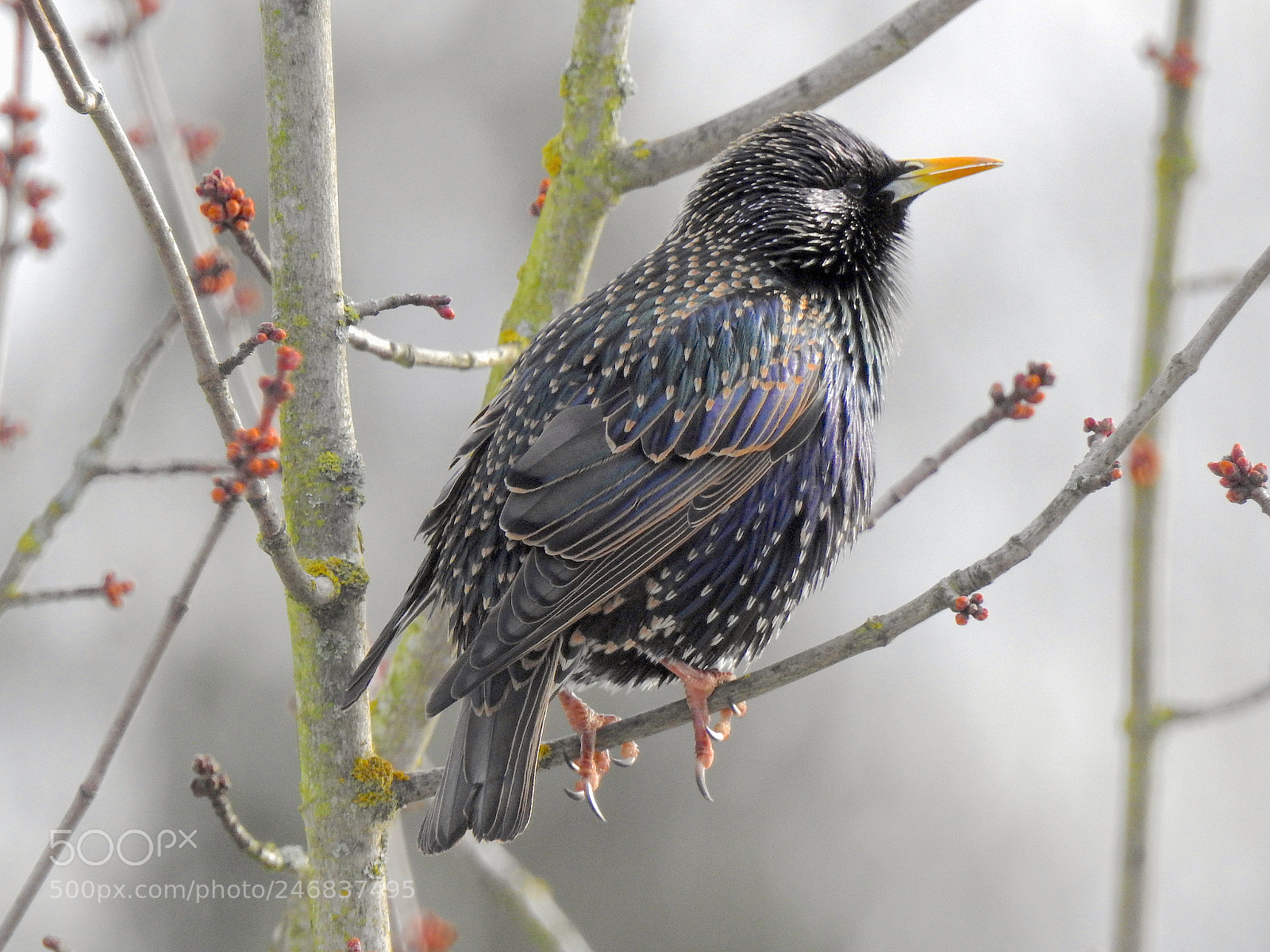 Nikon Coolpix P900 sample photo. Starling photography