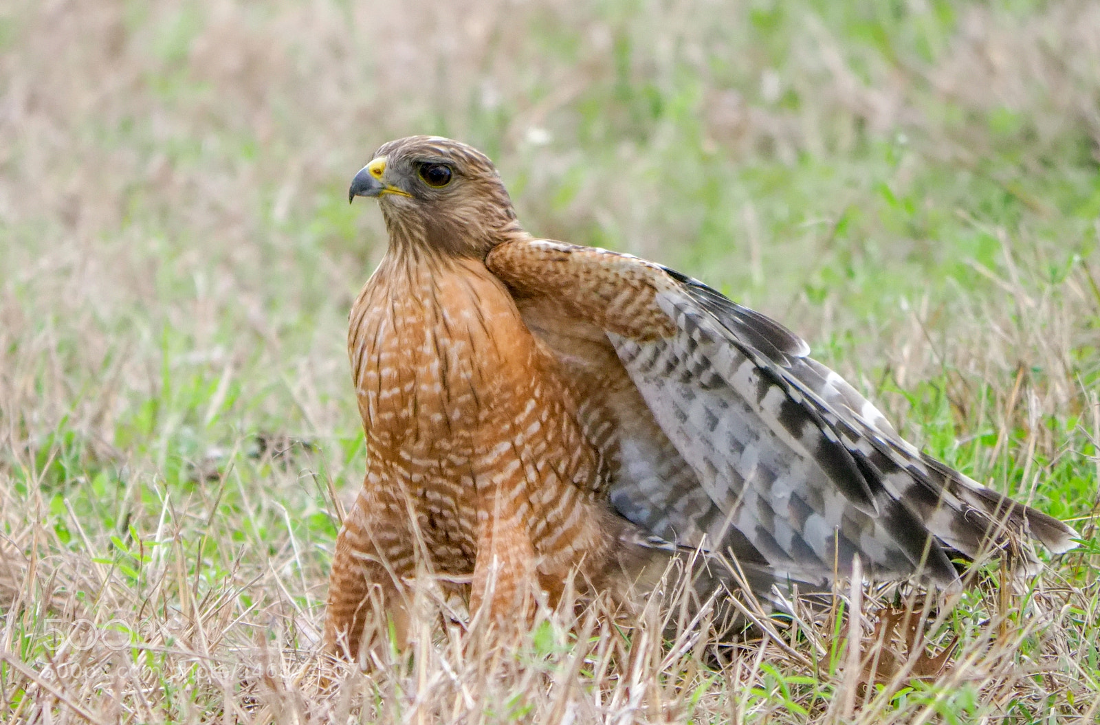 Olympus OM-D E-M1 Mark II sample photo. Hawk photography
