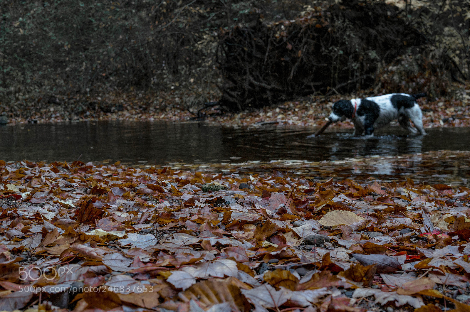 Sony Alpha NEX-6 sample photo. Do ya like dags? photography