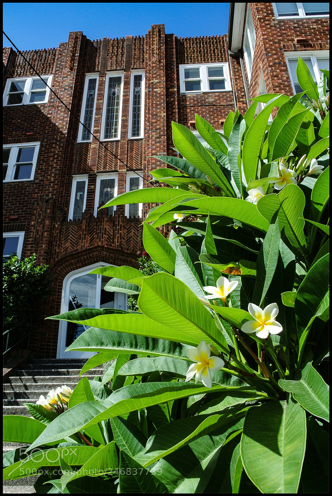 Nikon 1 V1 sample photo. Art deco and frangipani photography
