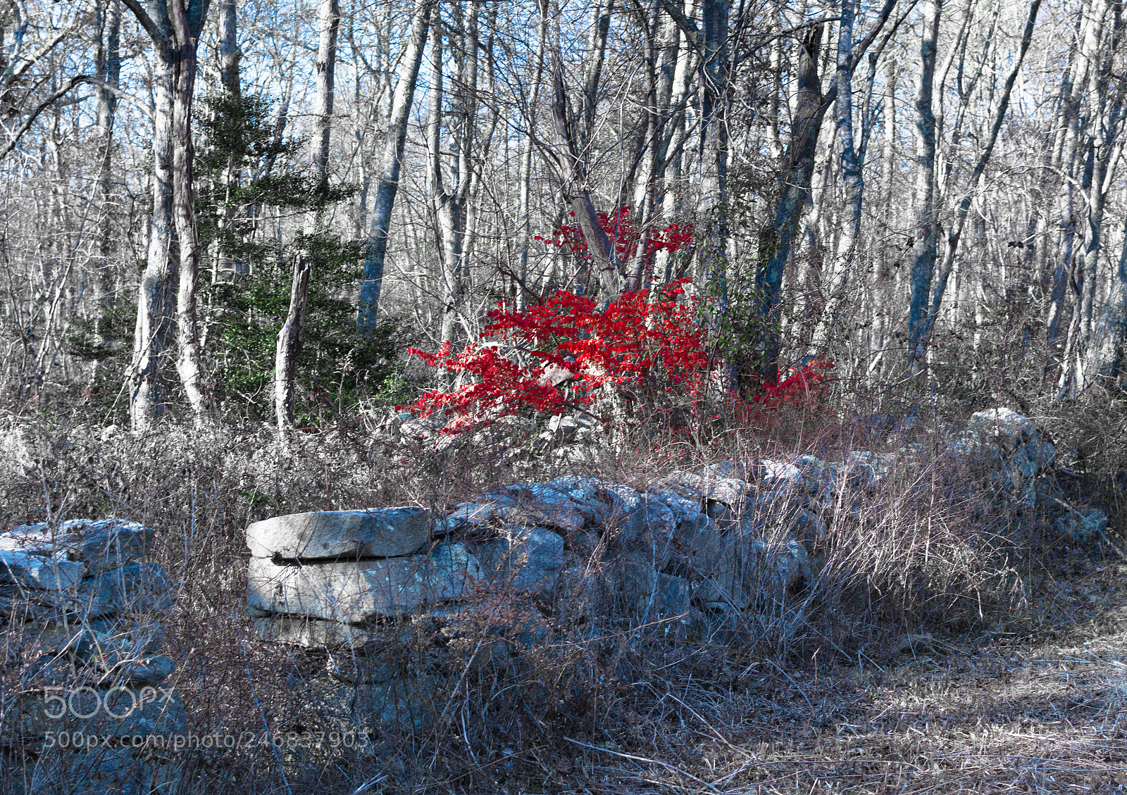 Nikon D7100 sample photo. Fall (late) photography