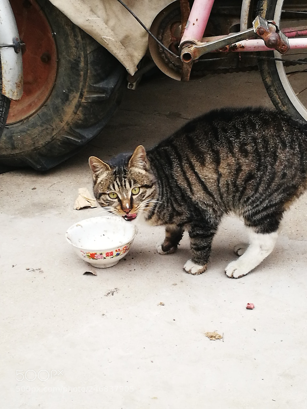 HUAWEI P9 sample photo. Cat photography