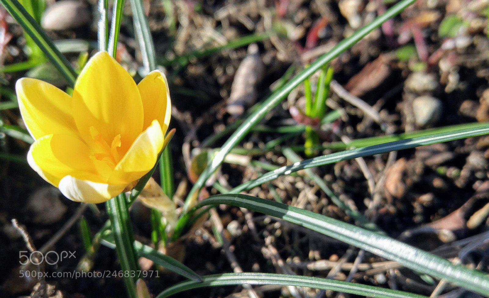LG G4 sample photo. A survivor photography