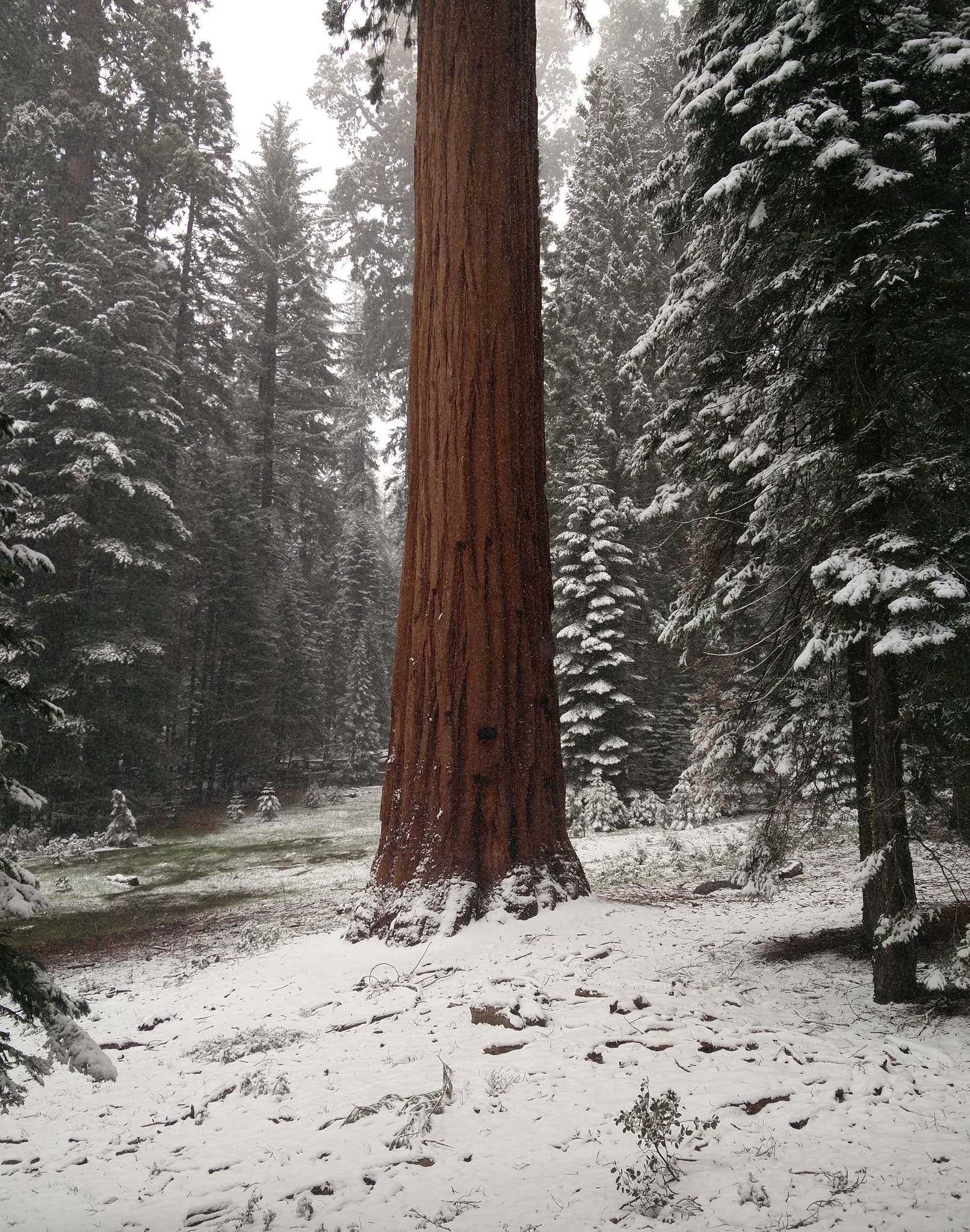 OnePlus ONE A2005 sample photo. Sequoia and snow photography