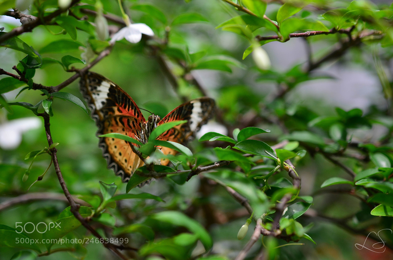 Nikon D5100 sample photo. Butterfly photography
