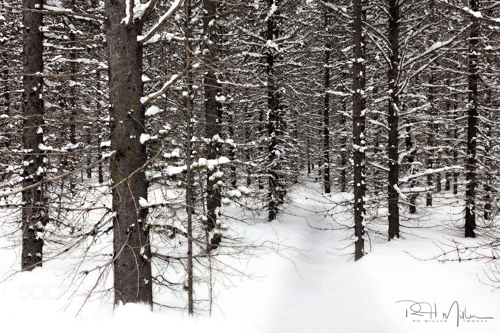 Canon EOS 5DS R sample photo. Can't see the forest photography