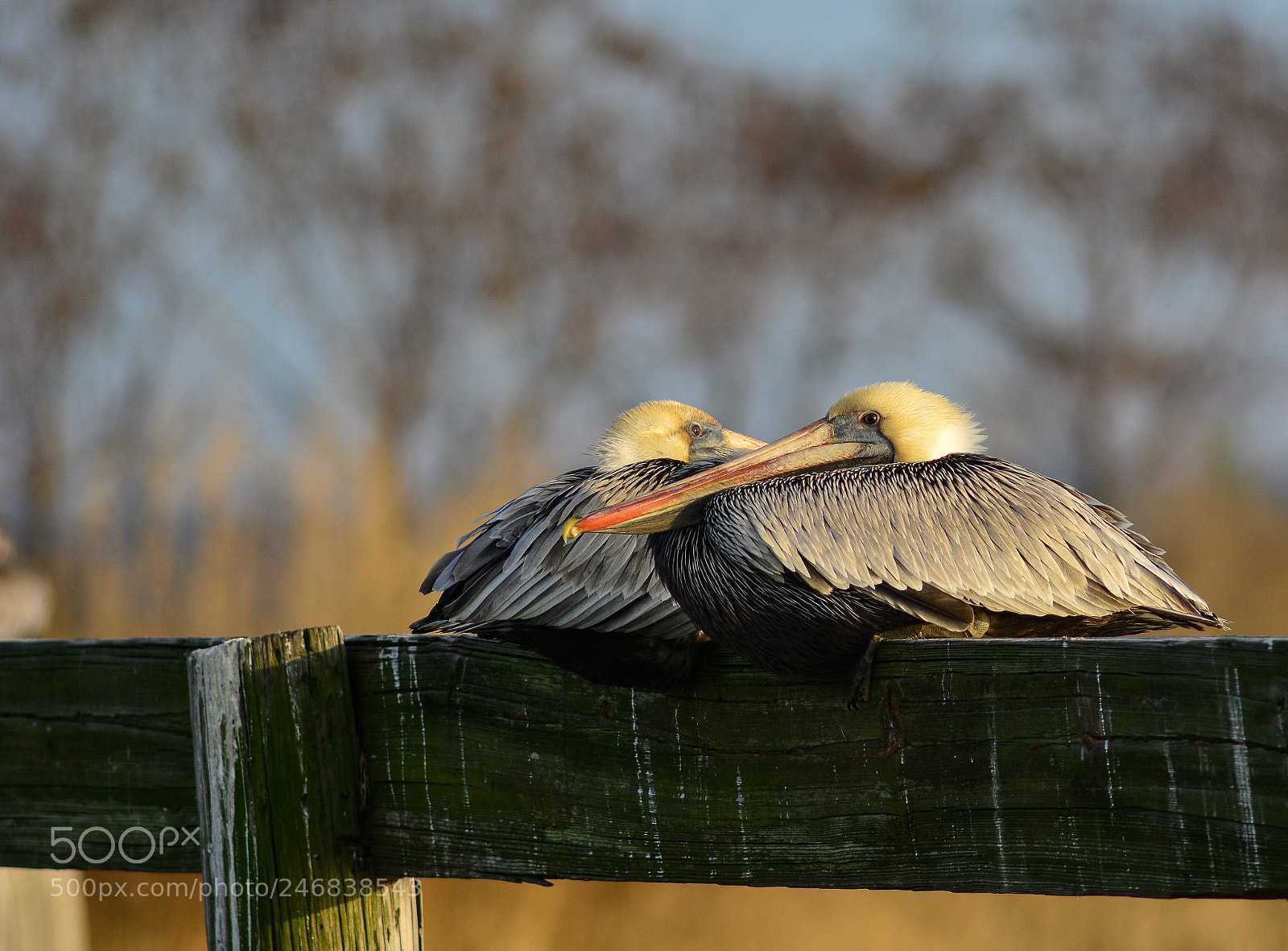 Nikon D7100 sample photo. Brown pelicans enjoying the photography