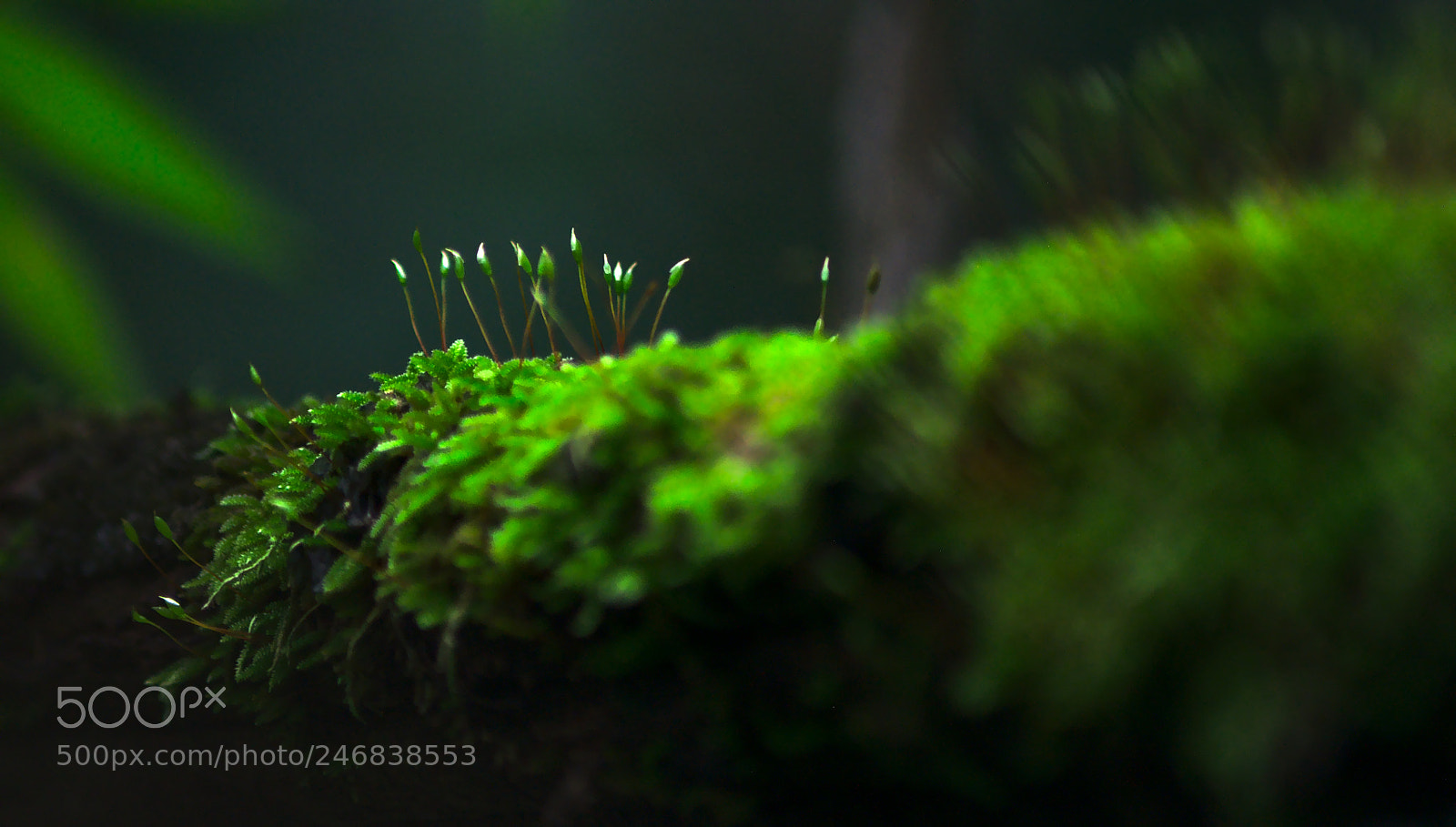 Nikon D90 sample photo. Kingdom of the bryophytes photography