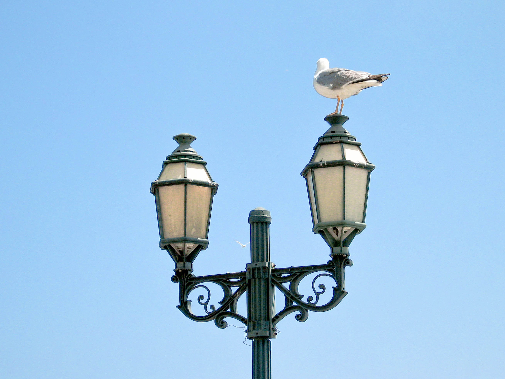 Canon POWERSHOT G3 sample photo. Seagull on shore photography