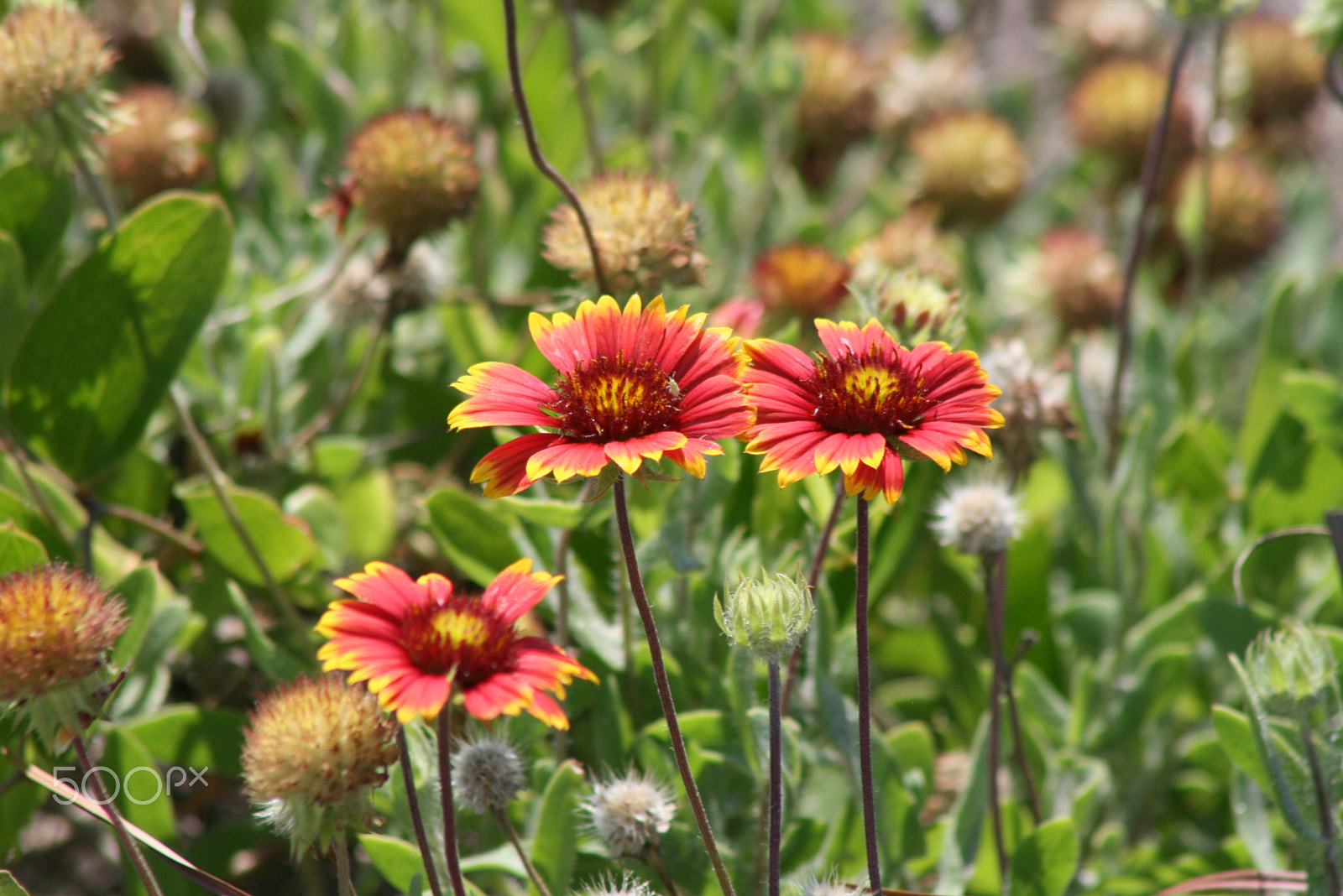 EF75-300mm f/4-5.6 sample photo. Flowers photography