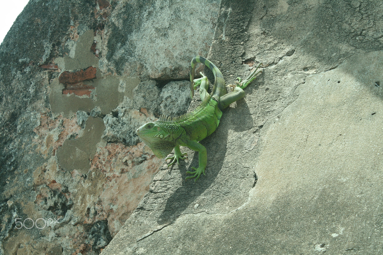 Canon EOS 400D (EOS Digital Rebel XTi / EOS Kiss Digital X) sample photo. Gecko on a rock photography