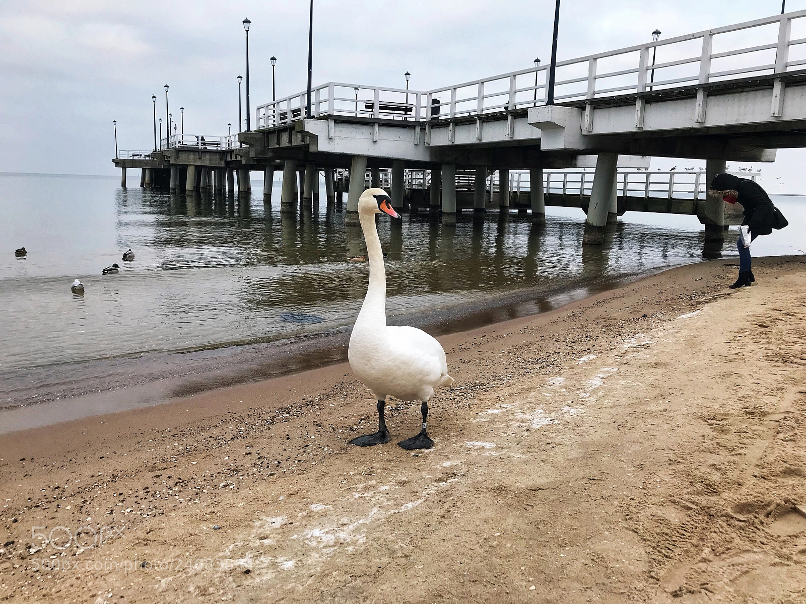 Apple iPhone 7 Plus sample photo. Swan photography