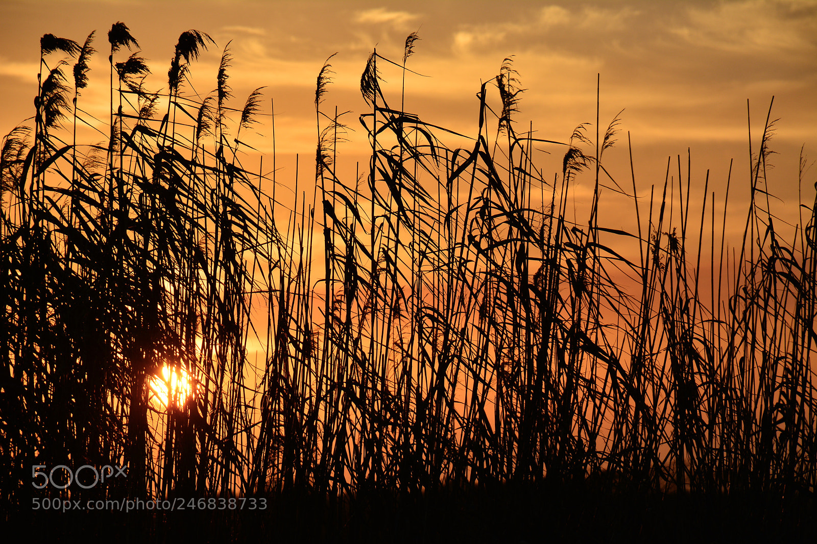 Nikon D7100 sample photo. Marsh grass and sunset photography