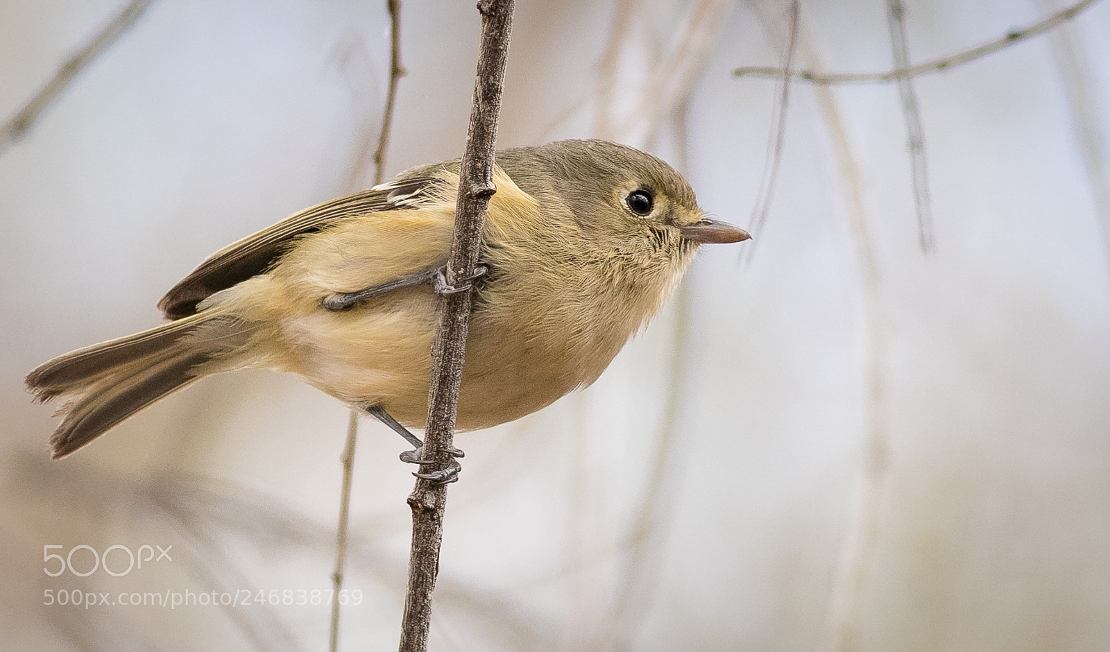 Canon EOS 7D Mark II sample photo. Hutton's vireo photography