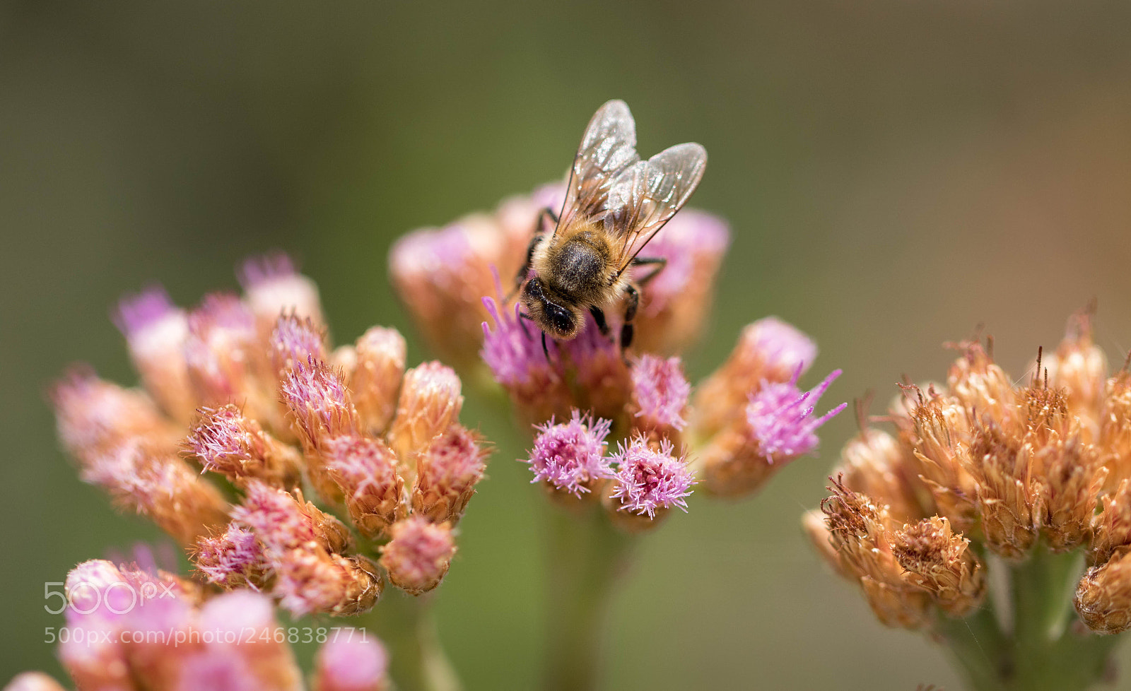 Canon EOS 7D Mark II sample photo. Abeja photography