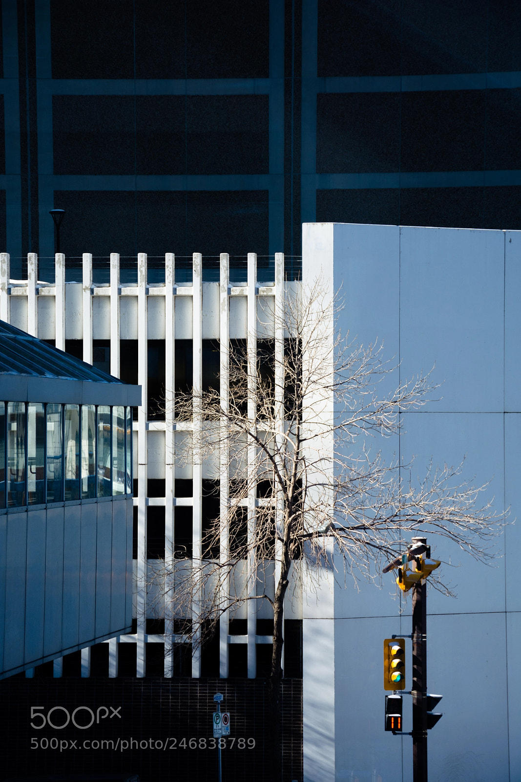 Nikon D7100 sample photo. Urban tree photography