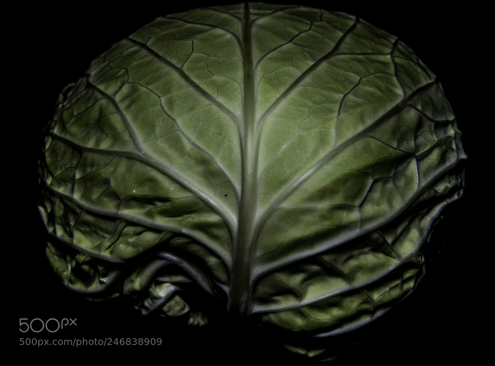 Nikon D610 sample photo. Cerebro o lechuga ? photography