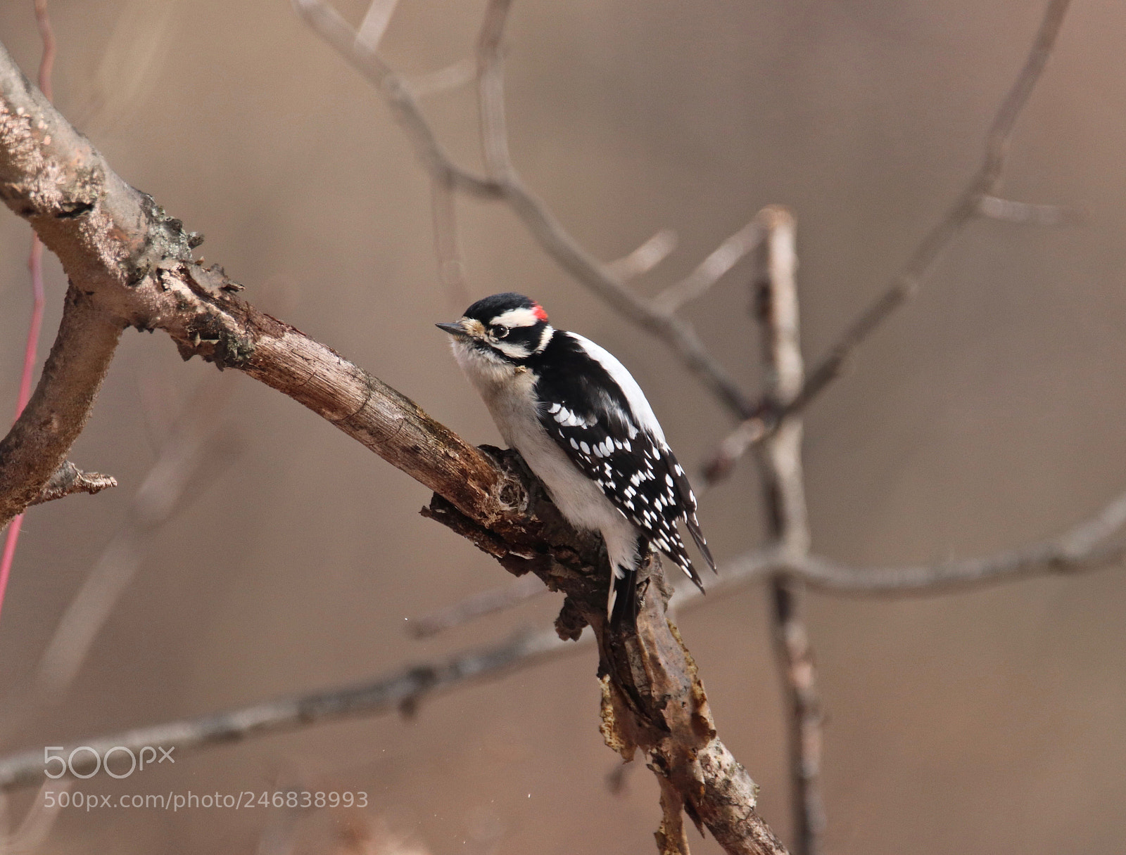 Canon EOS 200D (EOS Rebel SL2 / EOS Kiss X9) sample photo. Downy woodpecker looking for photography