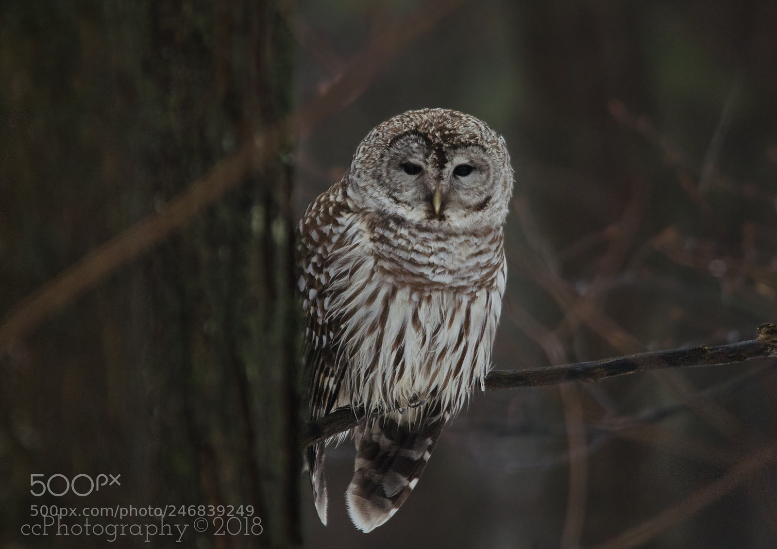 Nikon D5100 sample photo. Ghost in the woods photography