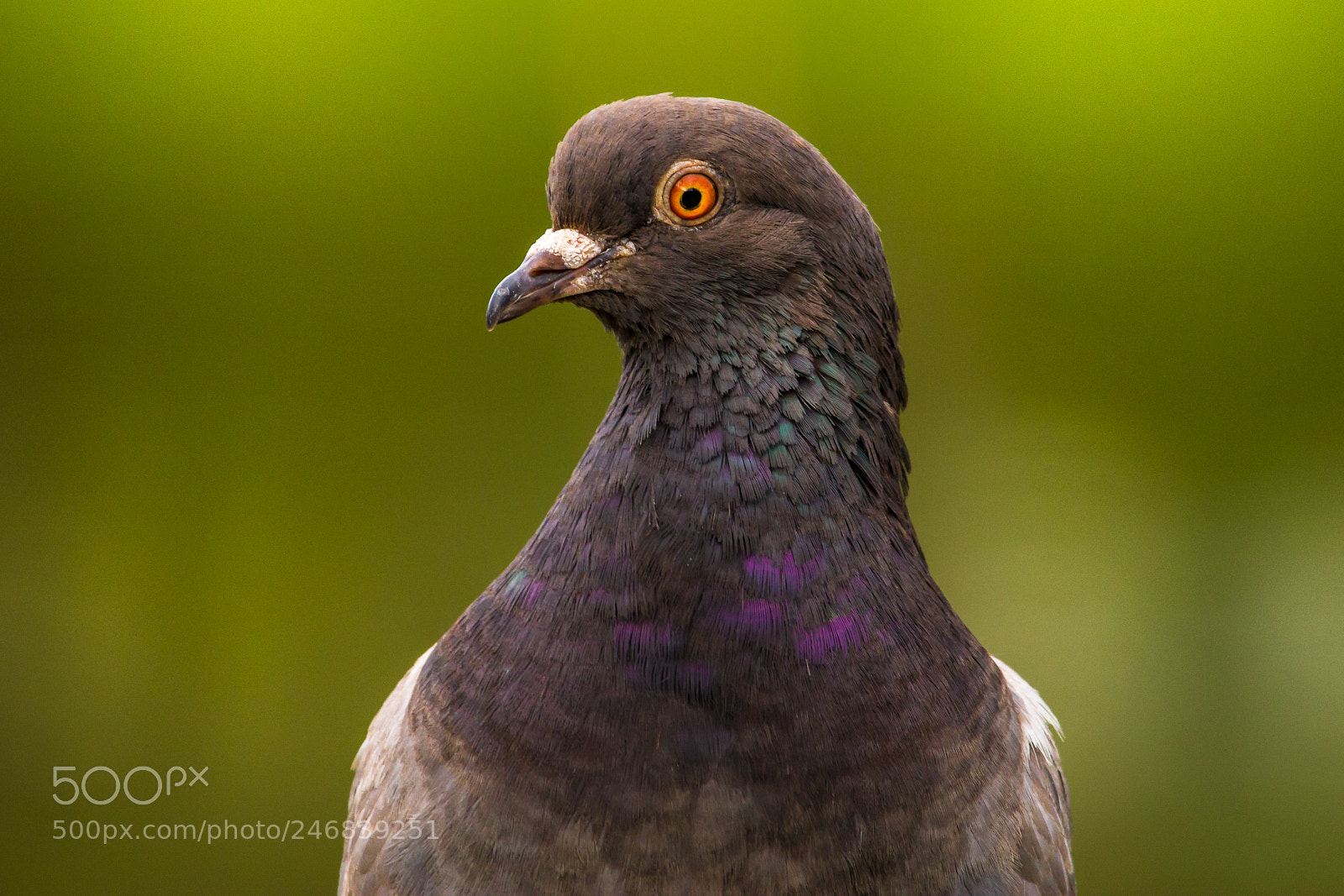 Canon EOS 1200D (EOS Rebel T5 / EOS Kiss X70 / EOS Hi) sample photo. Pigeon photography