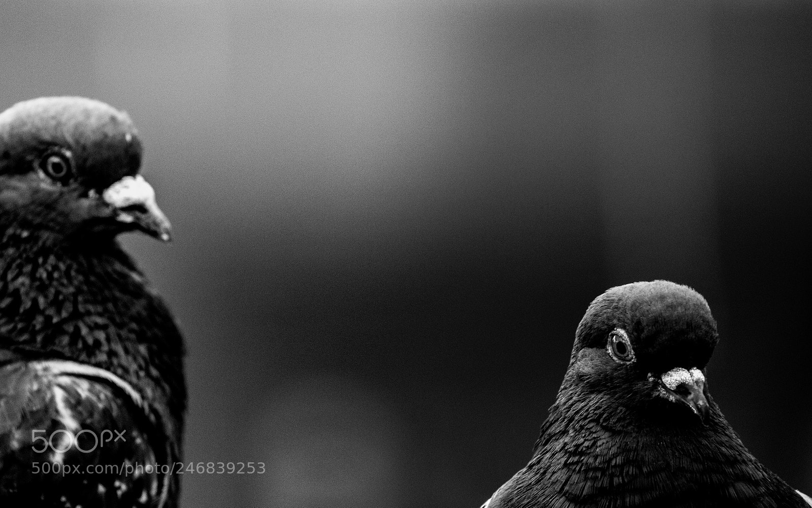Canon EOS 1200D (EOS Rebel T5 / EOS Kiss X70 / EOS Hi) sample photo. Pigeon photography