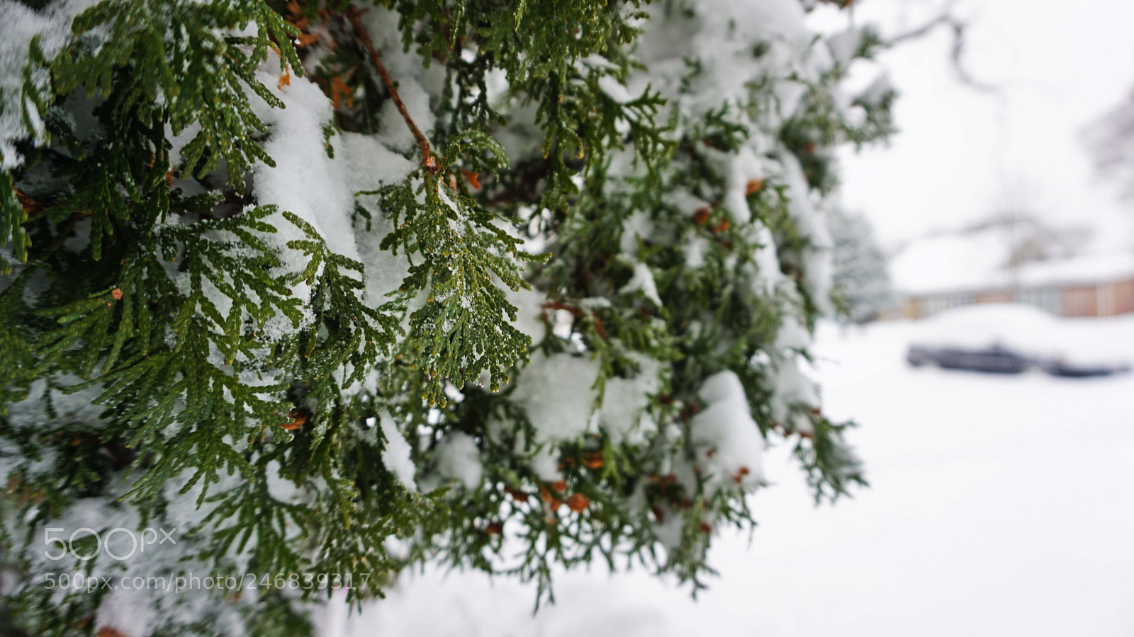 Sony a5100 sample photo. Pine tree photography