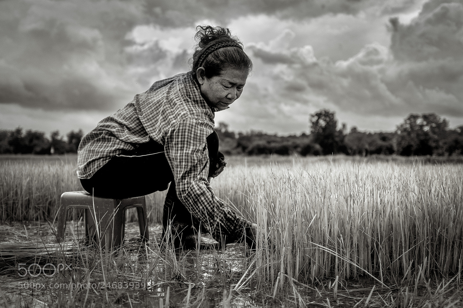Fujifilm X100F sample photo. Rice production photography