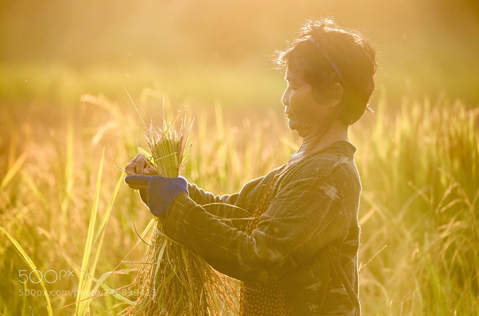 Fujifilm X-T2 sample photo. Green rice harvest photography