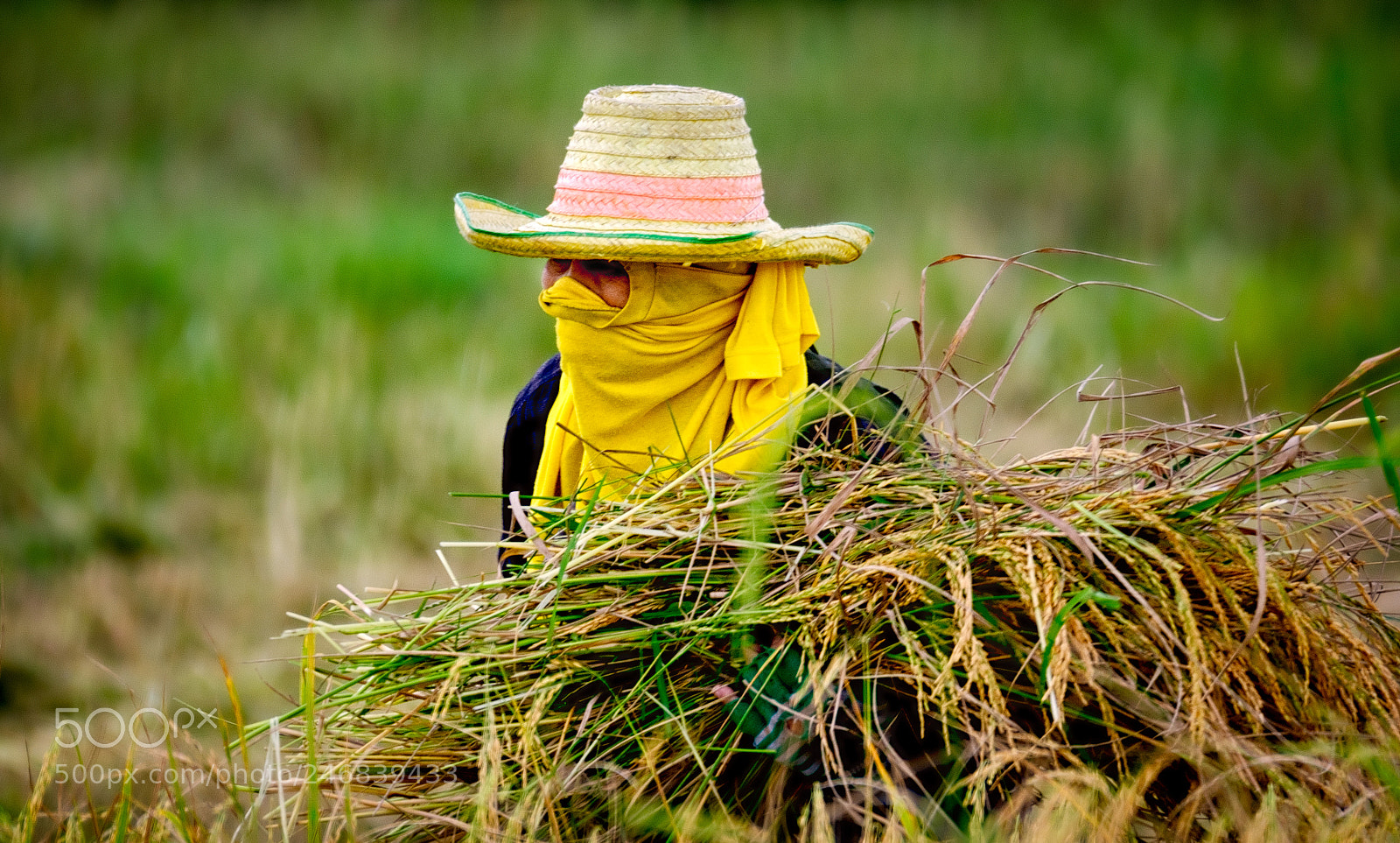 Fujifilm X-T2 sample photo. 2017 rice harvest in photography