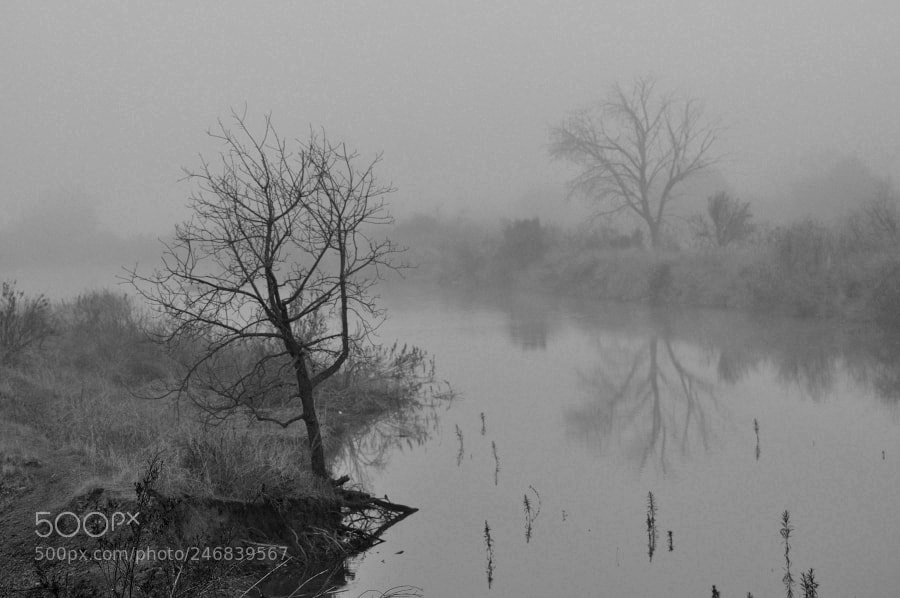 Nikon D90 sample photo. Fog photography