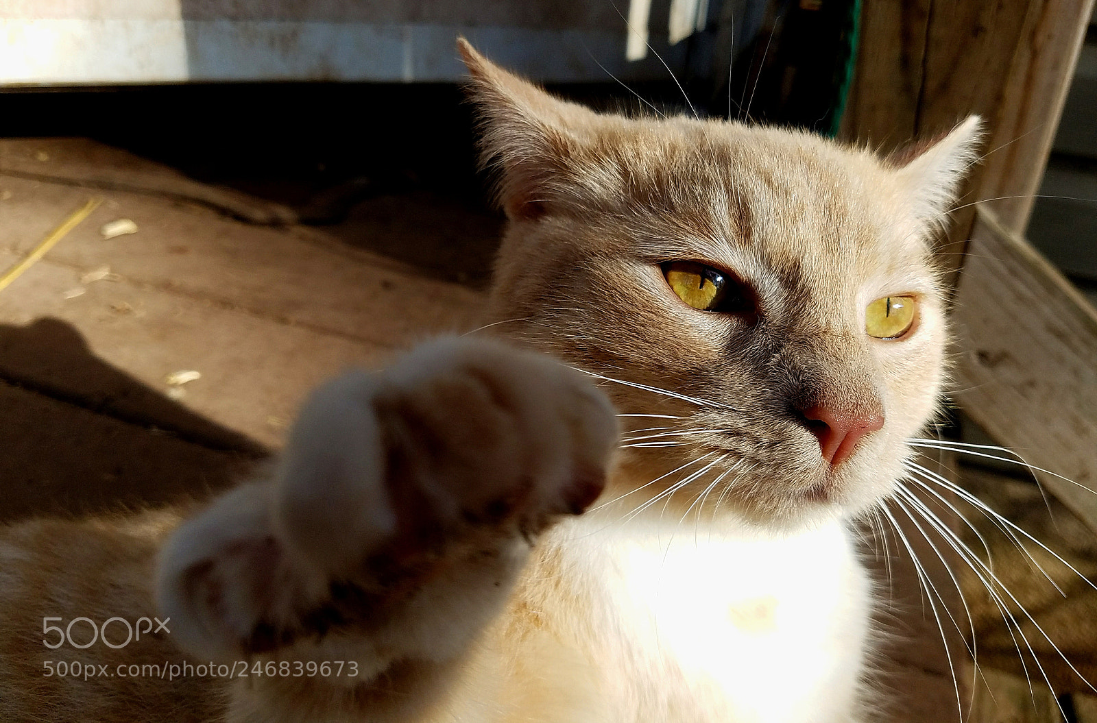Samsung Galaxy S7 sample photo. Farm kitty giving paw photography