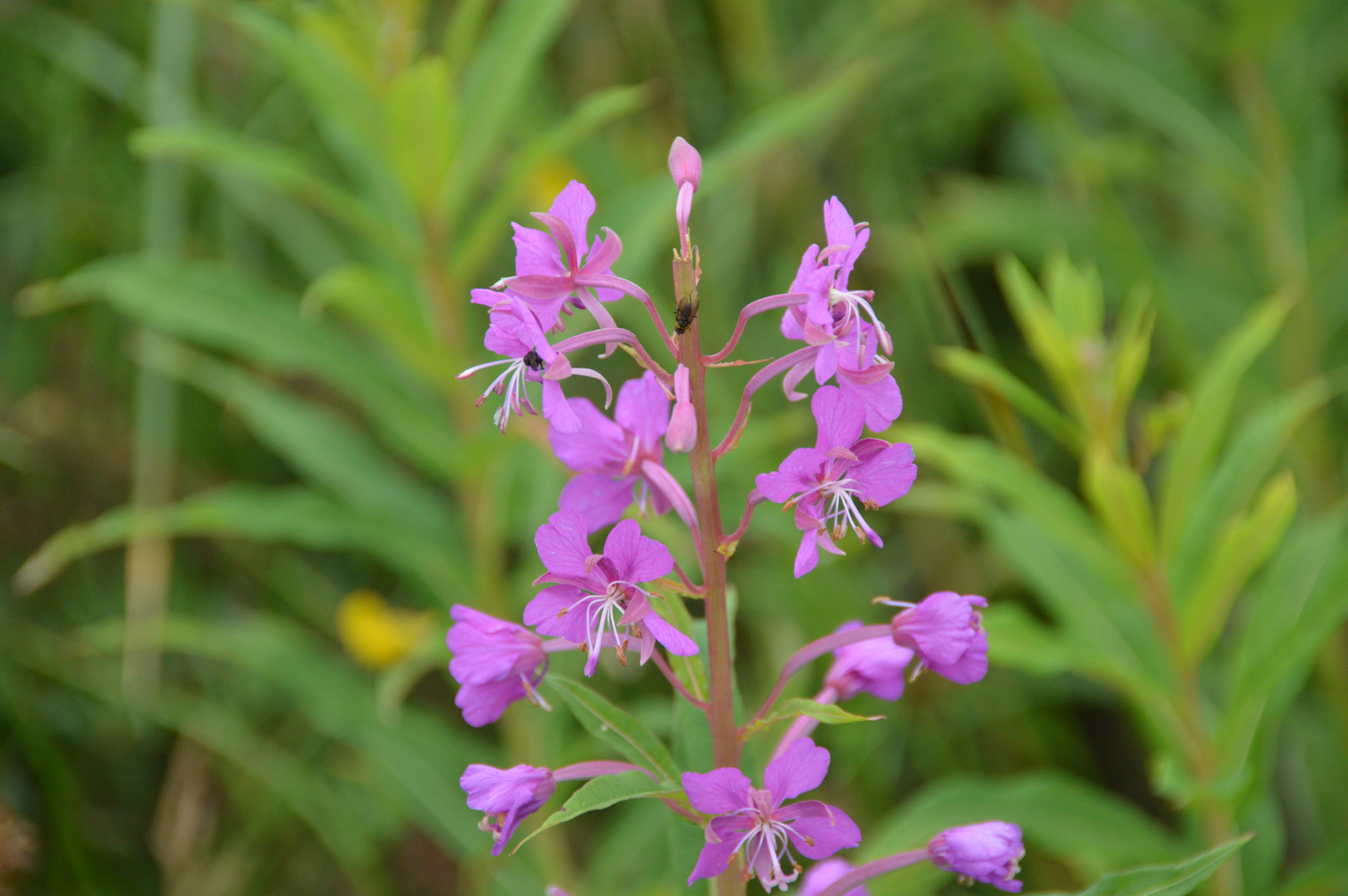 Nikon D3200 sample photo. Pink photography