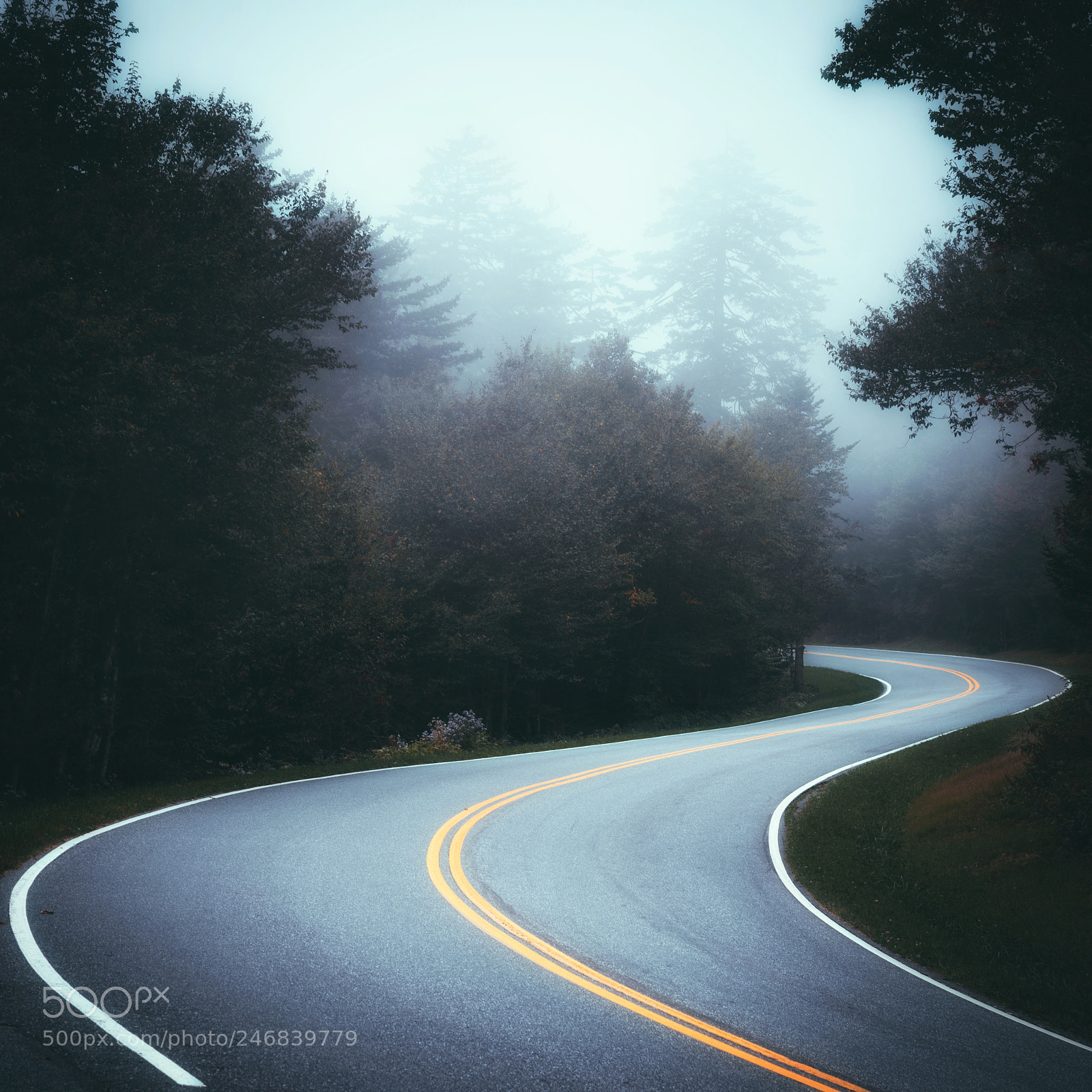 Nikon D610 sample photo. Road in the fog photography