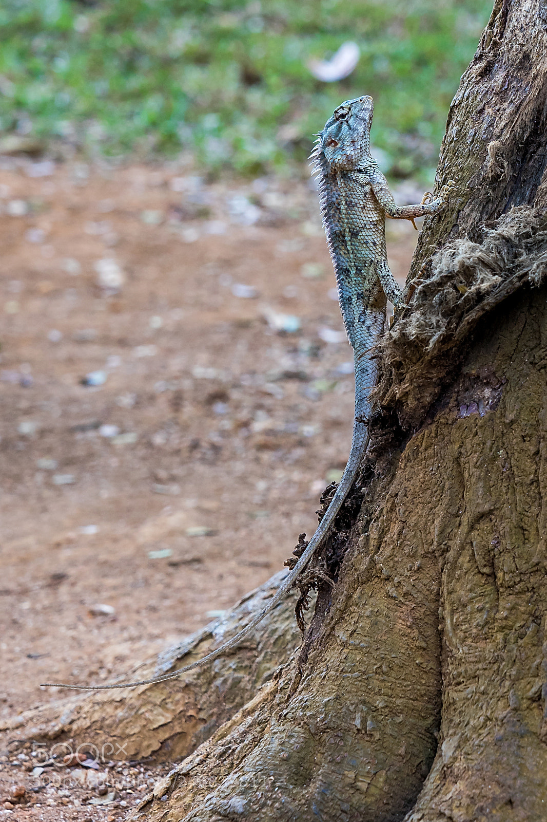 Sony a7 II sample photo. Calotes versicolor photography