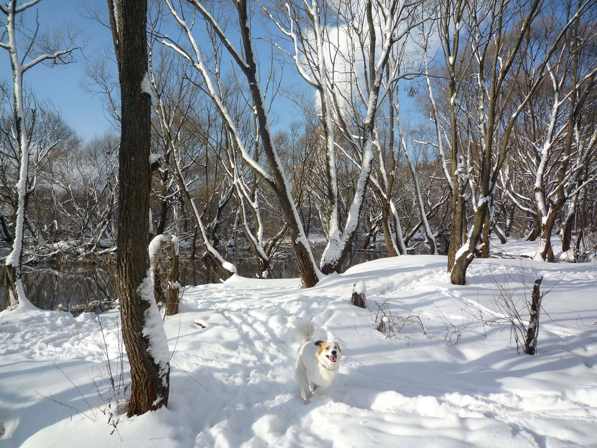 Panasonic DMC-FX500 sample photo. Lori. winter. happy run photography