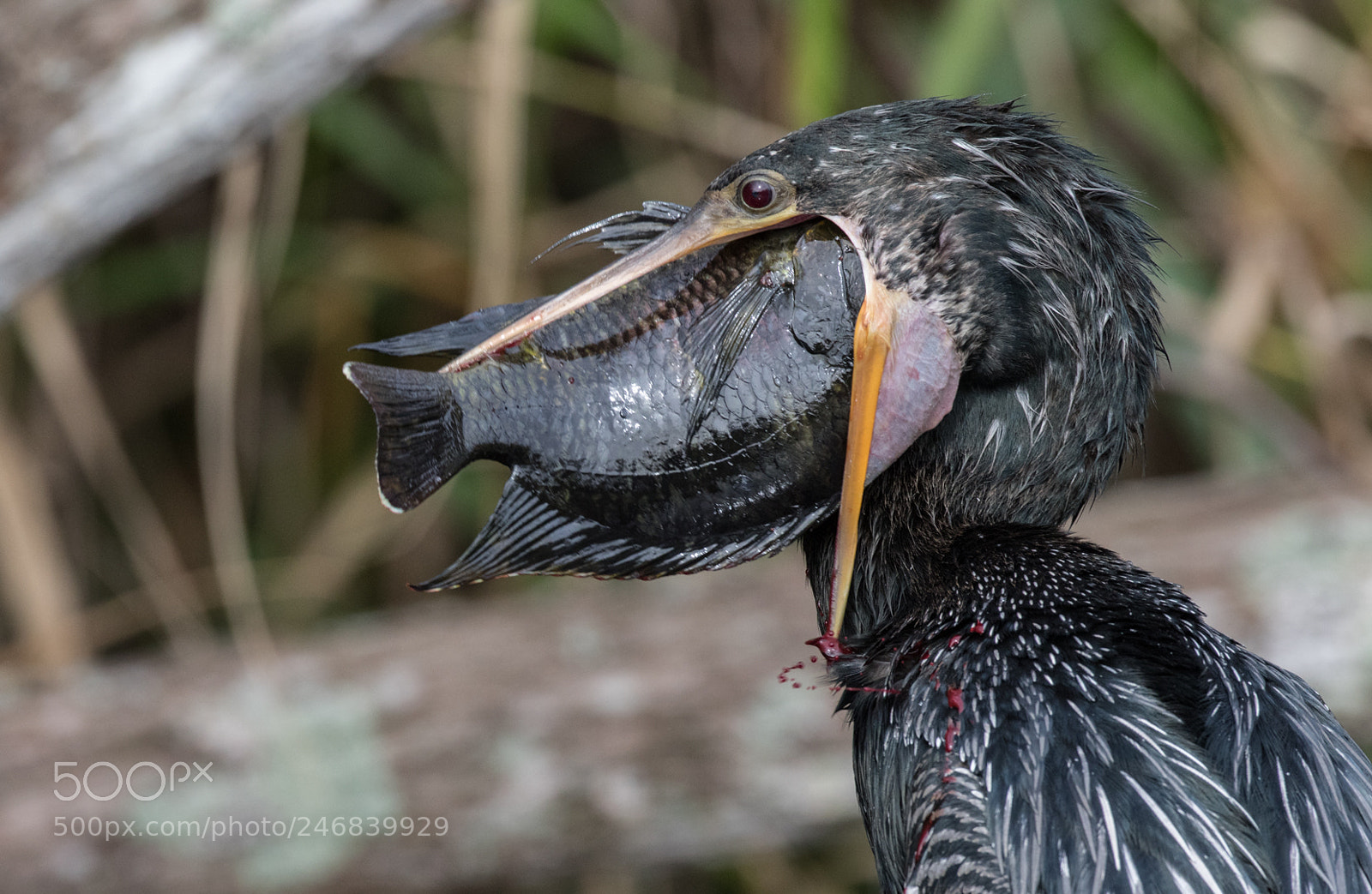 Canon EOS 7D Mark II sample photo. Anhinga with a fish photography