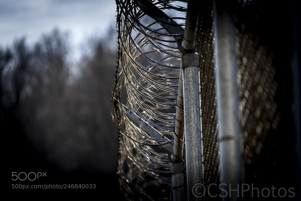 Nikon D500 sample photo. Outer fence at brushy photography