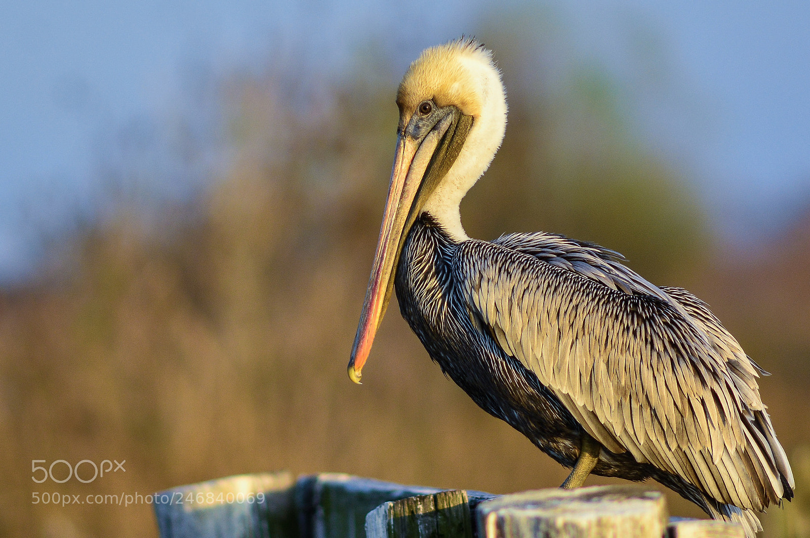Nikon D7100 sample photo. Male brown pelican photography