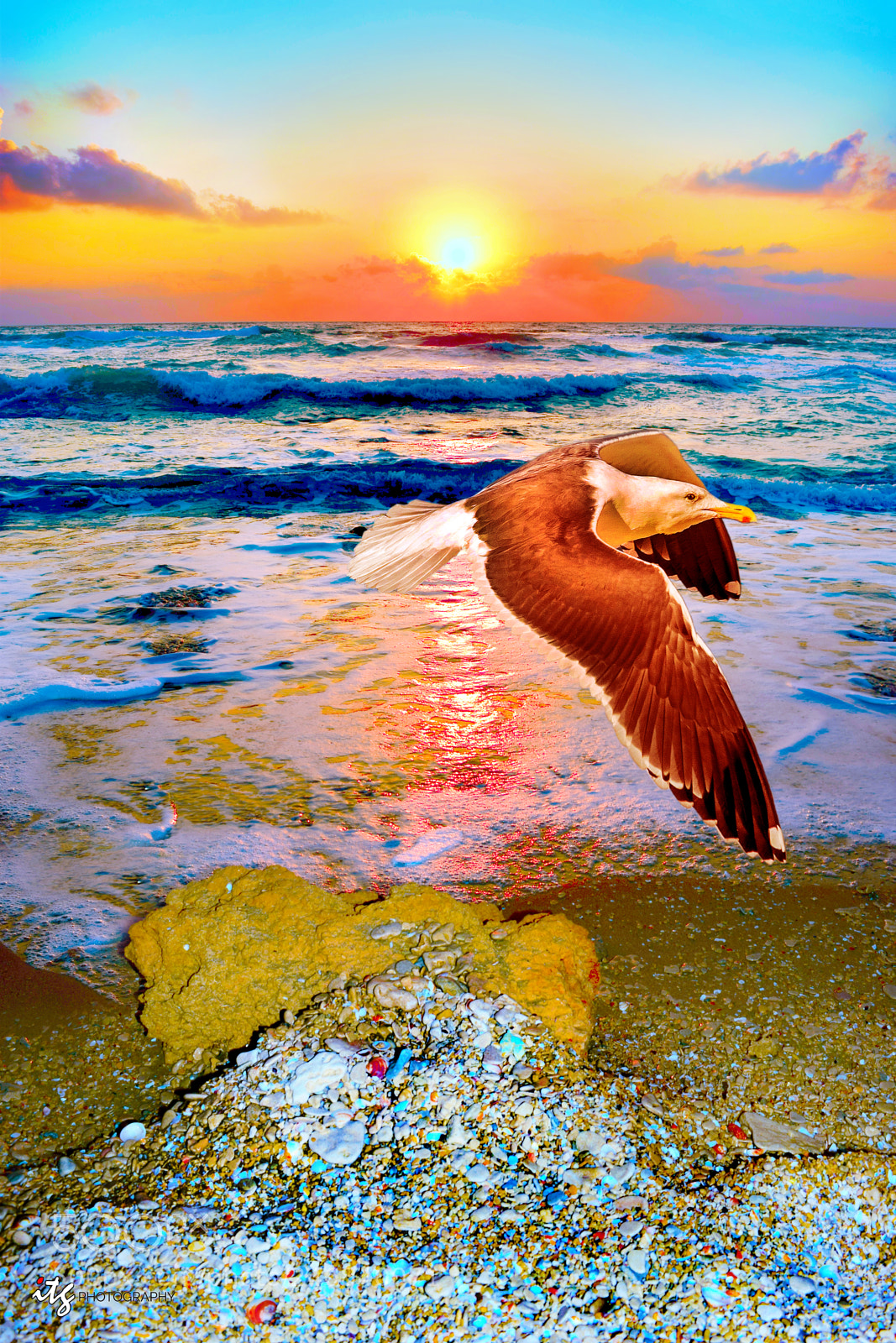 Nikon D5300 sample photo. Seagull at sunset photography