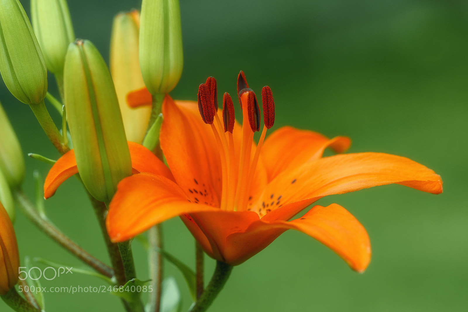 Canon EOS 7D Mark II sample photo. Tiger lily photography