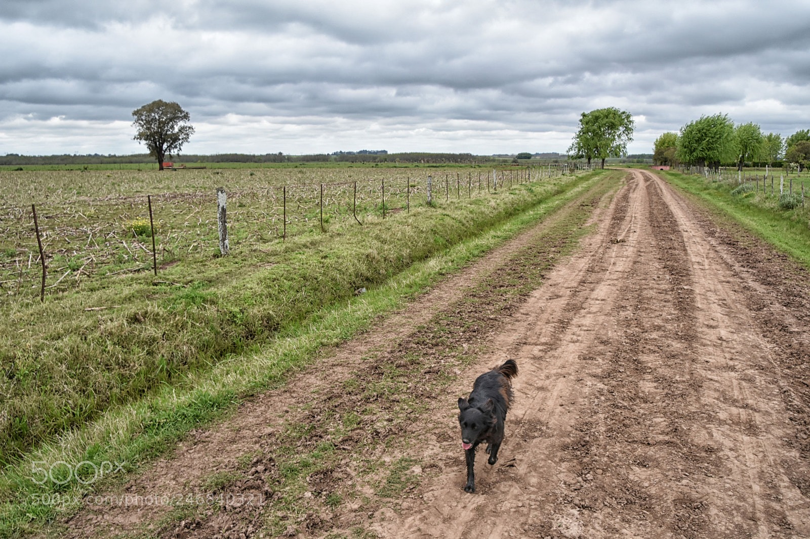 Nikon D7200 sample photo. Te sigo photography