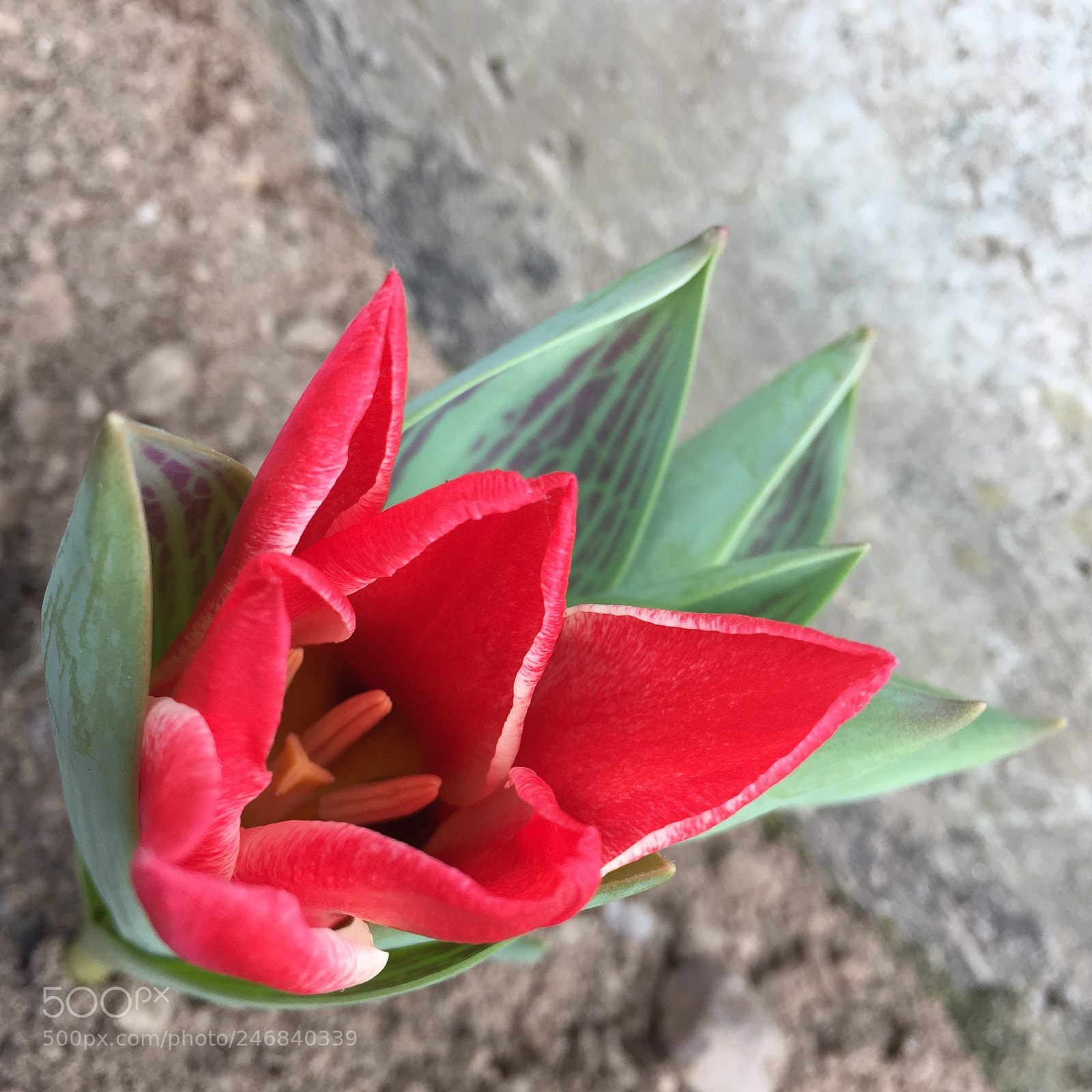 Apple iPhone 6 sample photo. Untitled photography
