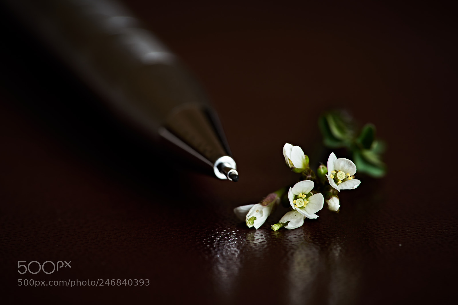 Sony a7 II sample photo. Clover blooms photography