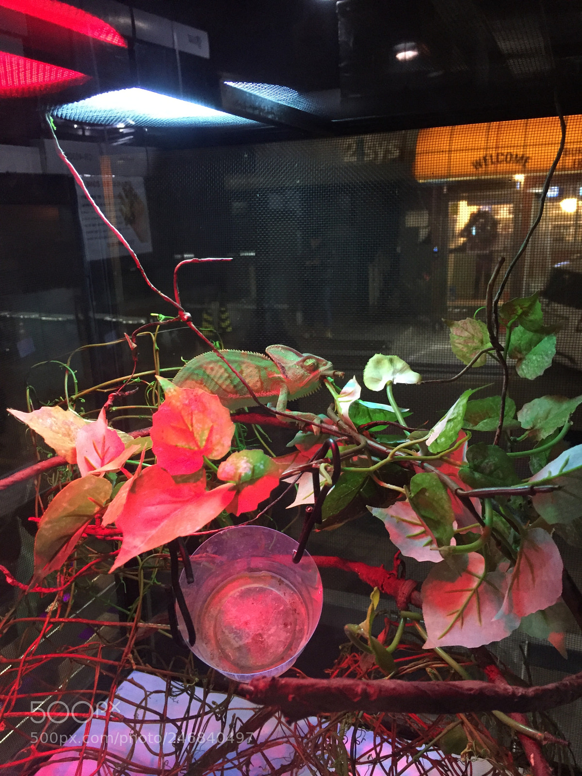 Apple iPhone 6 sample photo. Chameleon photography